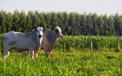 o-que-pode-e-o-que-nao-pode-ser-classificado-como-atividade-rural-a-luz-do-direito-tributario